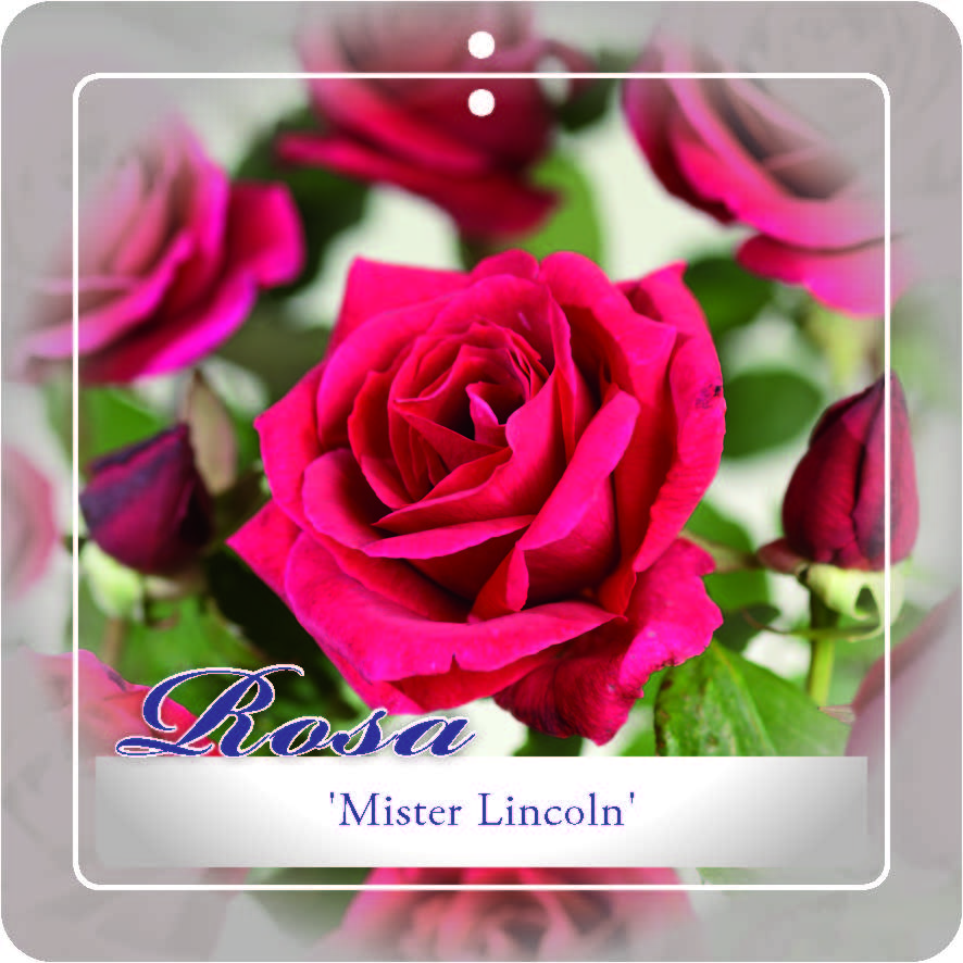 [ROMLINC] 'MISTER LINCOLN' ROSIER BUISSON À GRANDES FLEURS (pot 3L)