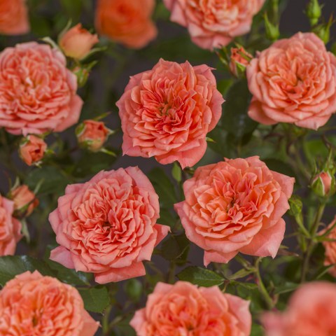 'NINETTA'® ROSIER BUISSON À FLEURS GROUPÉES