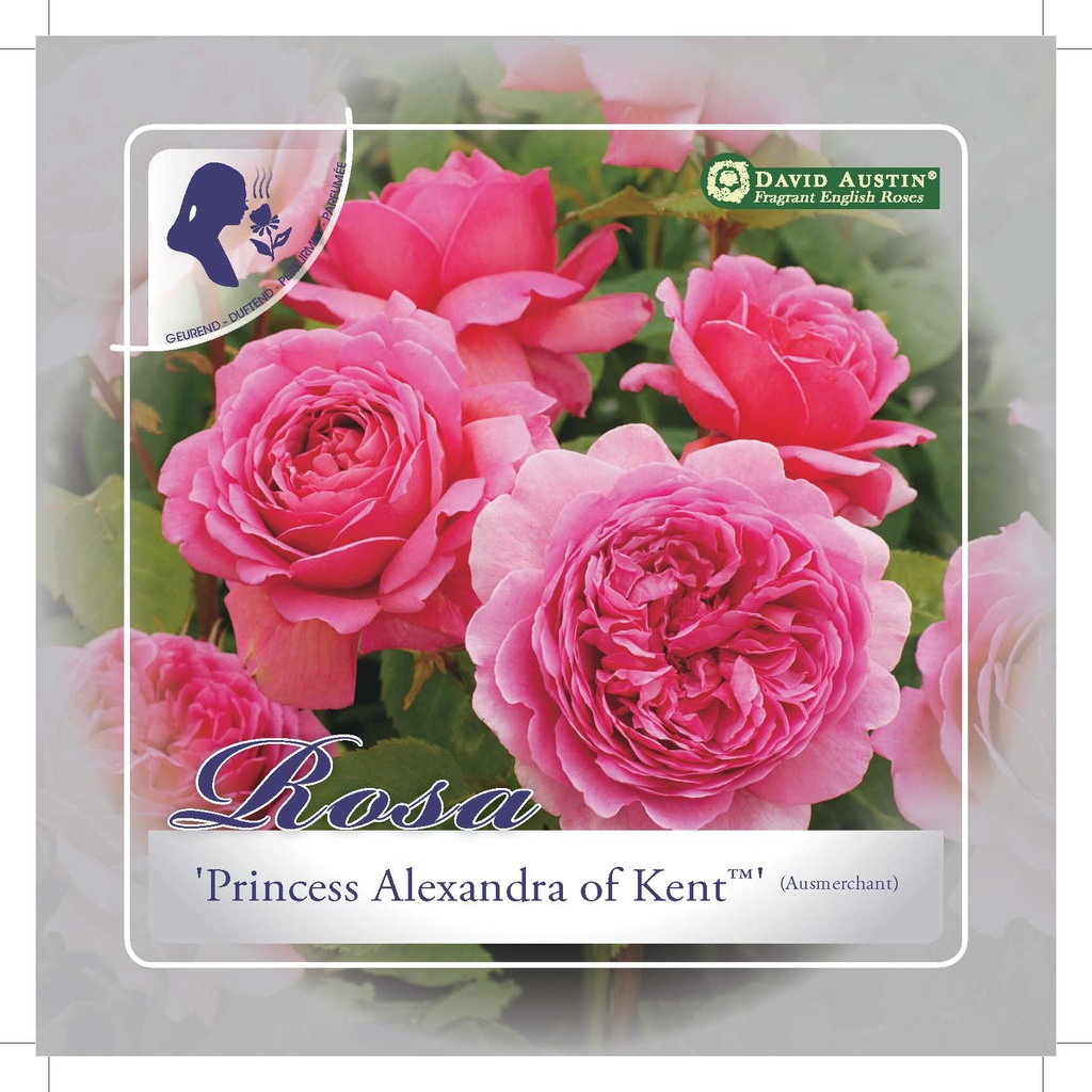 [ROPAKEN] 'PRINCESS ALEXANDRA OF KENT'(TM) ROSIER ANGLAIS À GRANDES FLEURS (pot 3L)