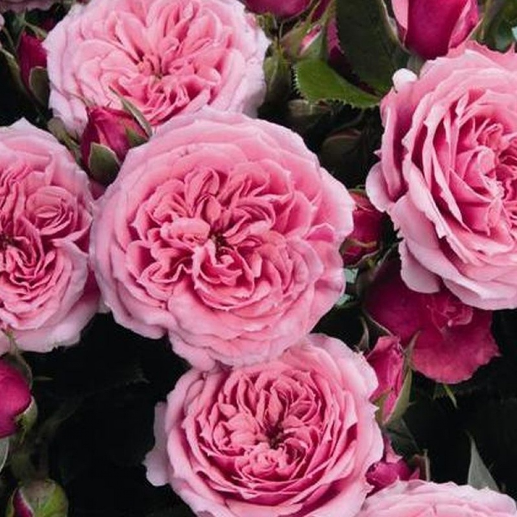 'Pink Babyflor'® Trosroos