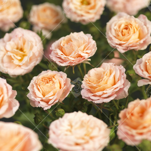 'PEACH CLEMENTINE'® ROSIER BUISSON
