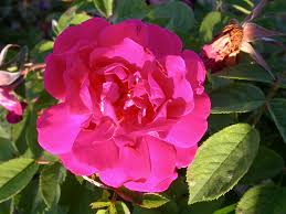 'PARFUM DE L'HAYE' ROSIER BUISSON
