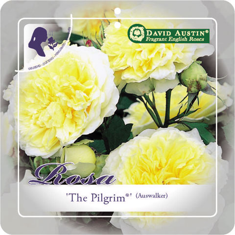 'The Pilgrim (TM)' Engelse trosroos