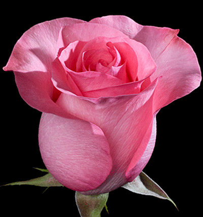 [ROPLOVE] 'Pink Meilove'® Rozelaar