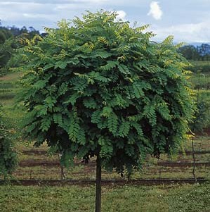 [ROPSEUD] Robinia pseudoacacia (hoogstam, 8/10, —)
