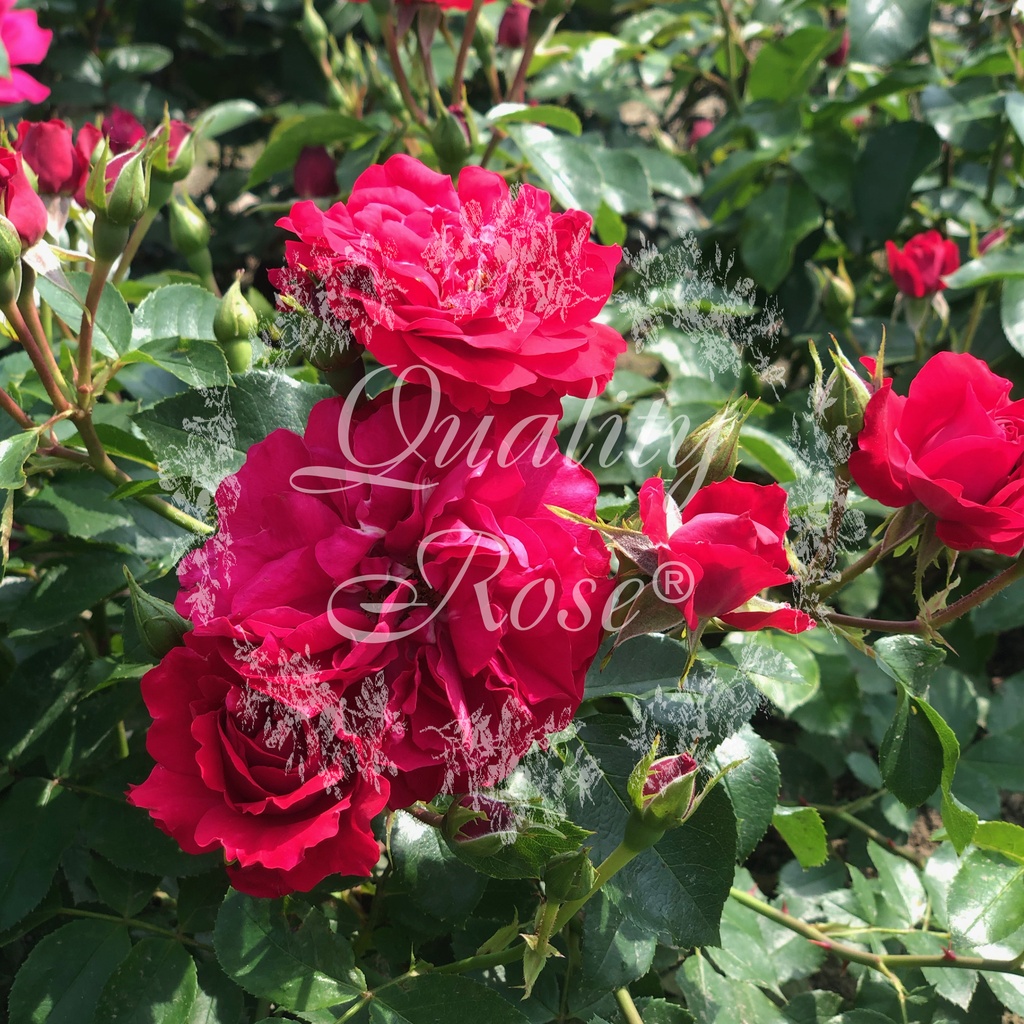 'RED LOVE'® ROSIER BUISSON