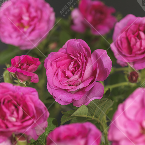 Rosa 'Rotes Meer'®