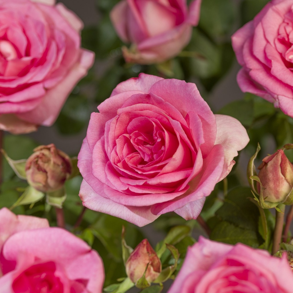 [ROROMIN] 'ROMINA'® ROSIER BUISSON À GRANDES FLEURS (pot 3L)