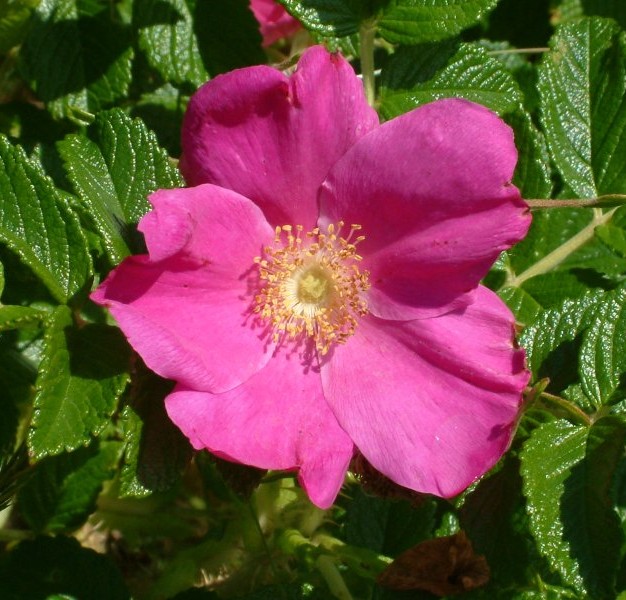 [RORRUBR] ROSIER RUGUEUX 'RUBRA' (pot 3L)