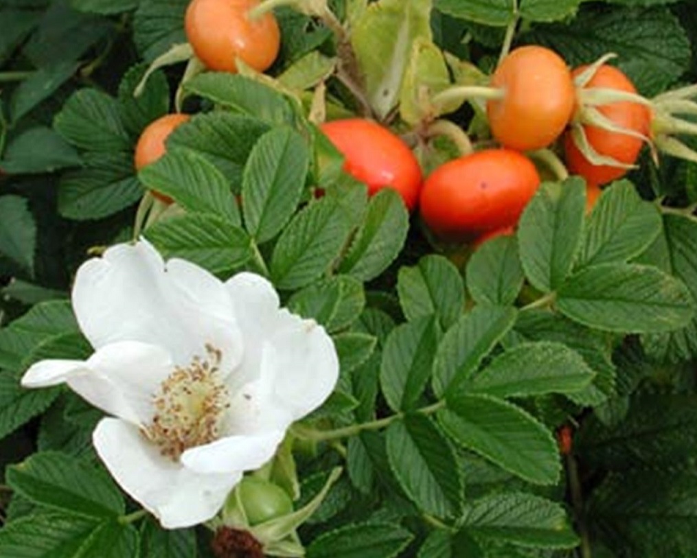 [RORUGOS] Rosa rugosa (—, pot   2L)