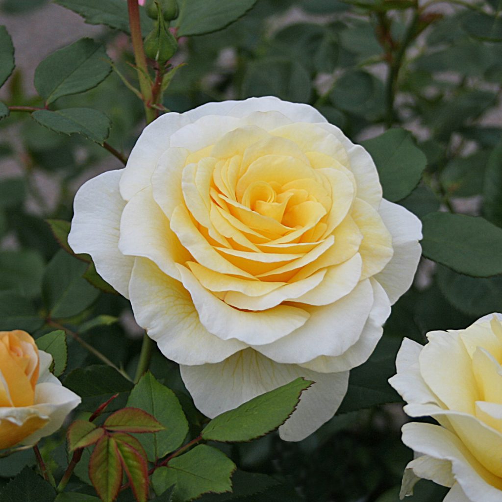 'STOCKHOLM CASTLE'® ROSIER BUISSON À FLEURS GROUPÉES