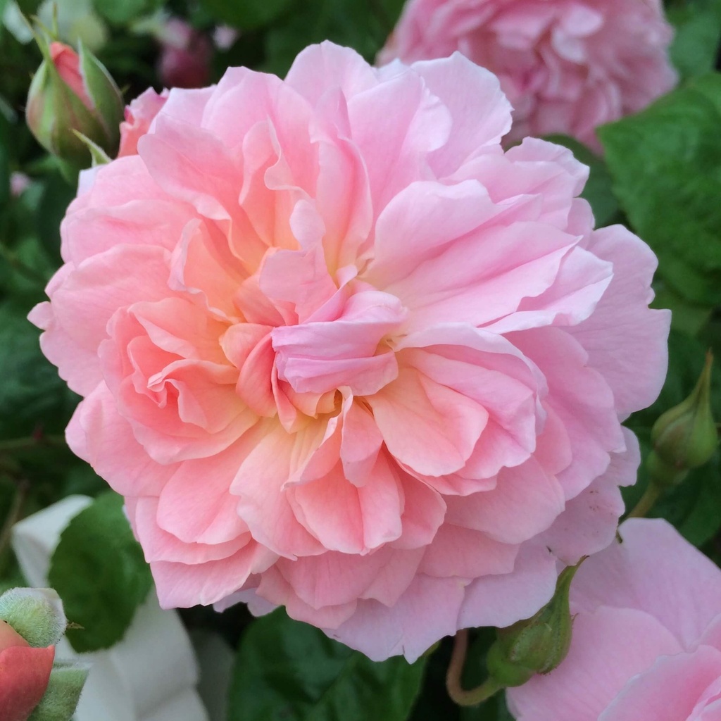 'Strawberry Hill'® Engelse trosroos grootbl.
