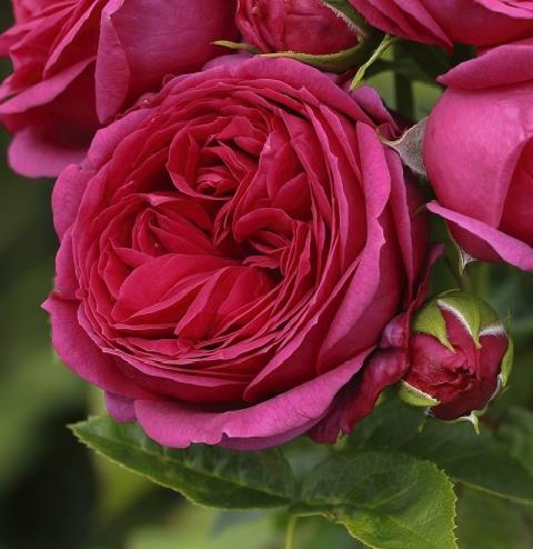 'SOPHIE LUISE'®ROSIER BUISSON À GRANDES FLEURS