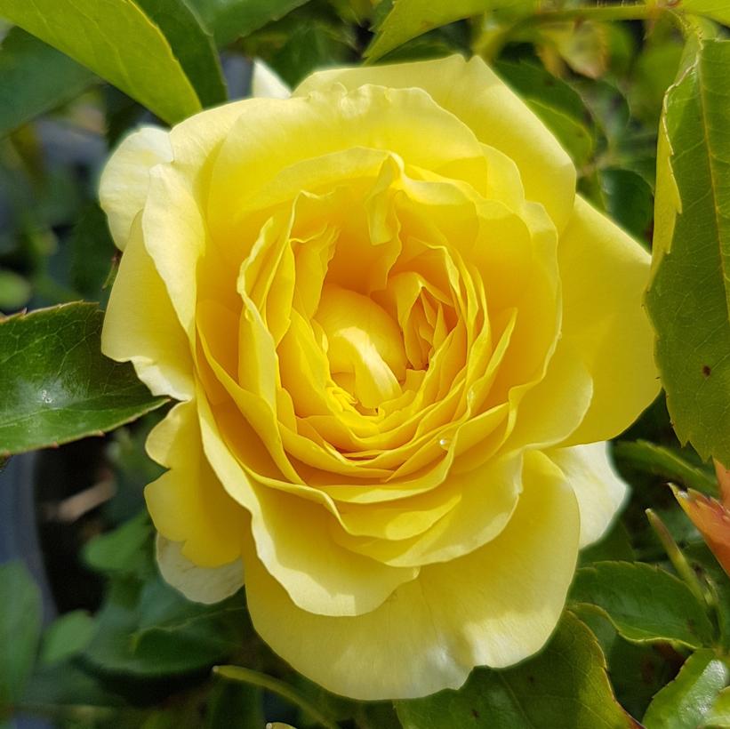 'Solero'® Trosroos