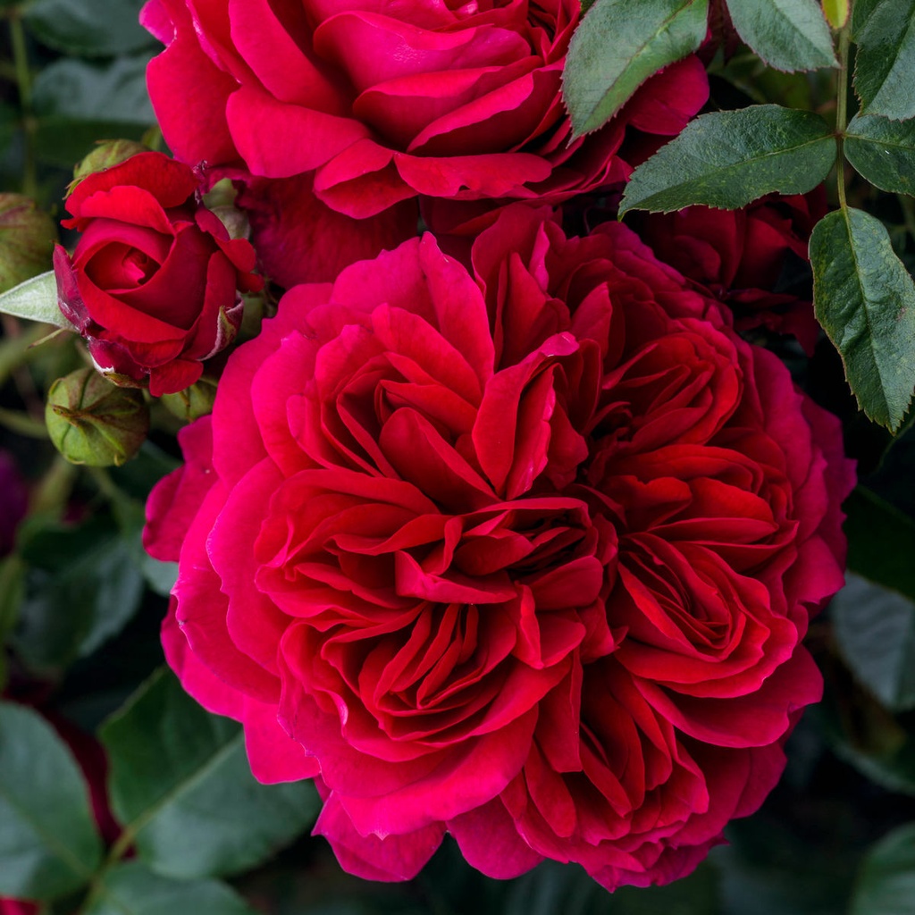 'SOUL'® ROSIER BUISSON À GRANDES FLEURS