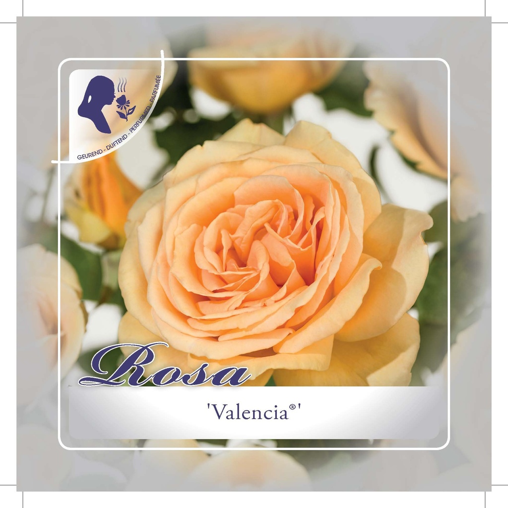 'Valencia'® Rozelaar Grootbloemig
