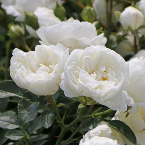 'White Babyflor'® Trosroos