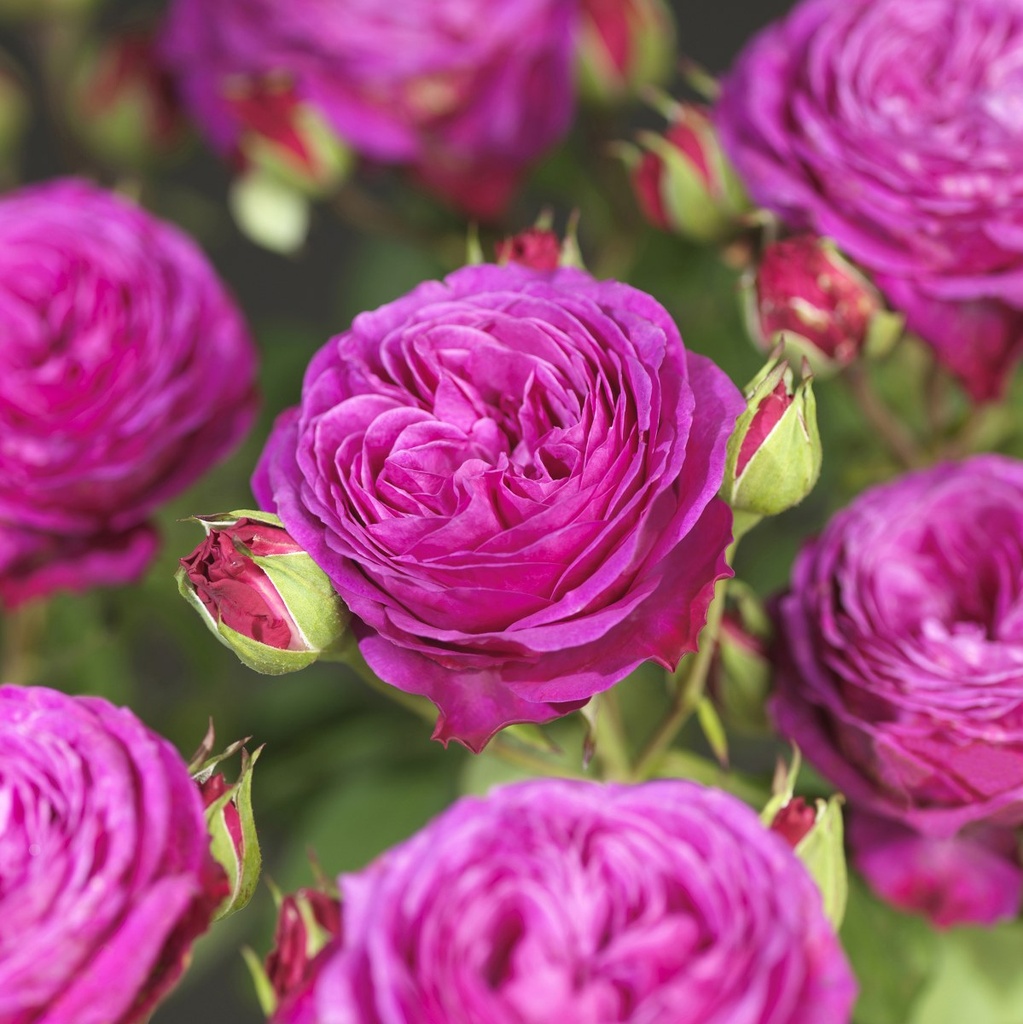 'WITCHCRAFT'® ROSIER BUISSON À FLEURS GROUPÉES