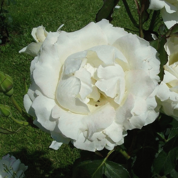 [ROWSYMP] 'WHITE SYMPHONY' ROSIER BUISSON (pot 3L)