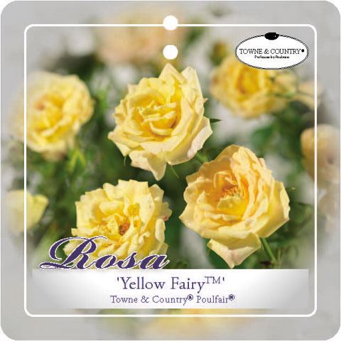 'YELLOW FAIRY'(TM) TOWN&COUNTRY MINI ROSIER