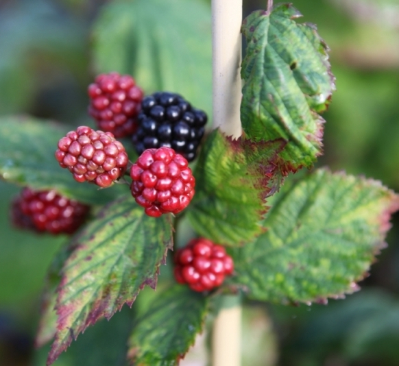[RUBSATI] Rubus 'Black Satin' (pot   2L)