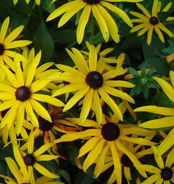 Rudbeckia fulgida 'Speciosa'