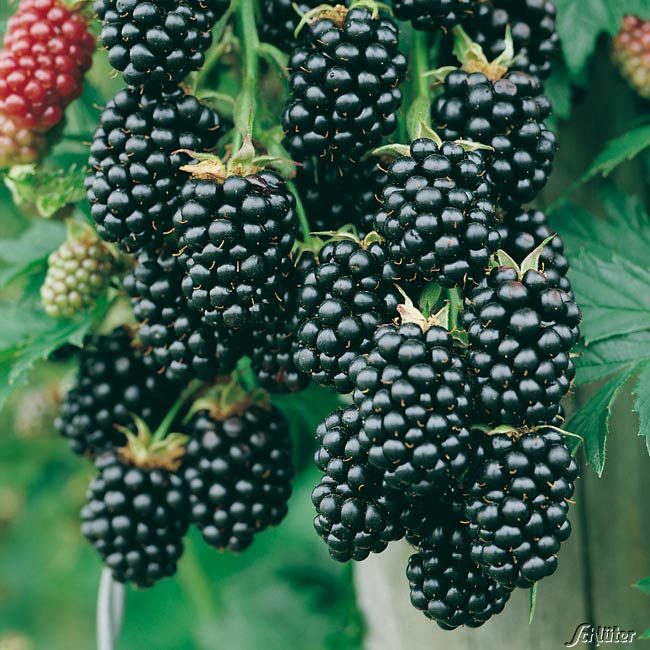 [RUNAVAH] Rubus 'Navaho' DOORNLOZE BRAAMBES