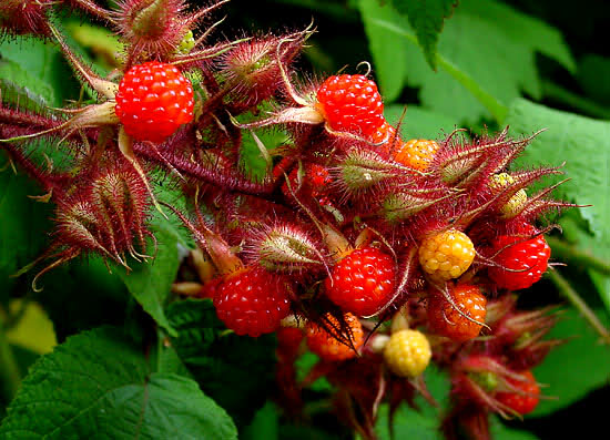 [RUPHOEN] Rubus phoenicolasius JAPANSE WIJNBES (—, —, pot   2L)