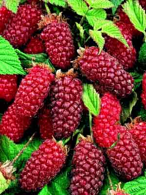 [RUTAYBE] TAYBERRY (pot 2L)