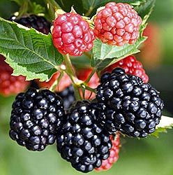 [RUTCROW] Rubus 'Triple Crown' DOORNLOZE BRAAMBES (pot   2L)