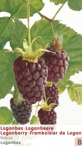 [RUTLOGA] Rubus 'Thornless Loganbes' (—, pot   2L)