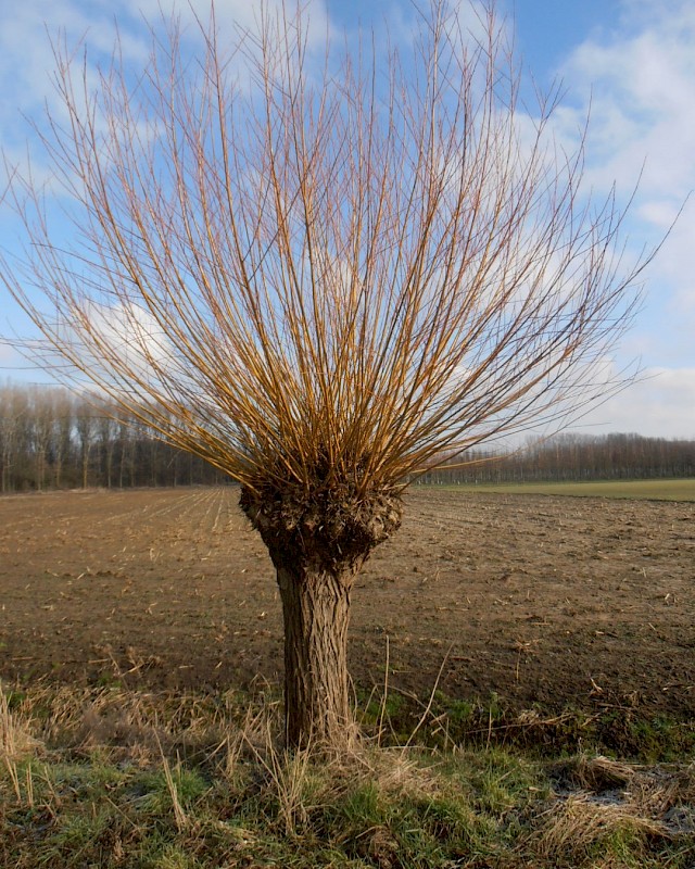 [SAACHER] Salix alba 'Chermesina' (hoogstam, 8/10, —)