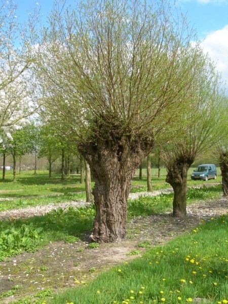 [SAALIEM] SAULE ÉTÊTÉ (haute tige, 8/10, —)
