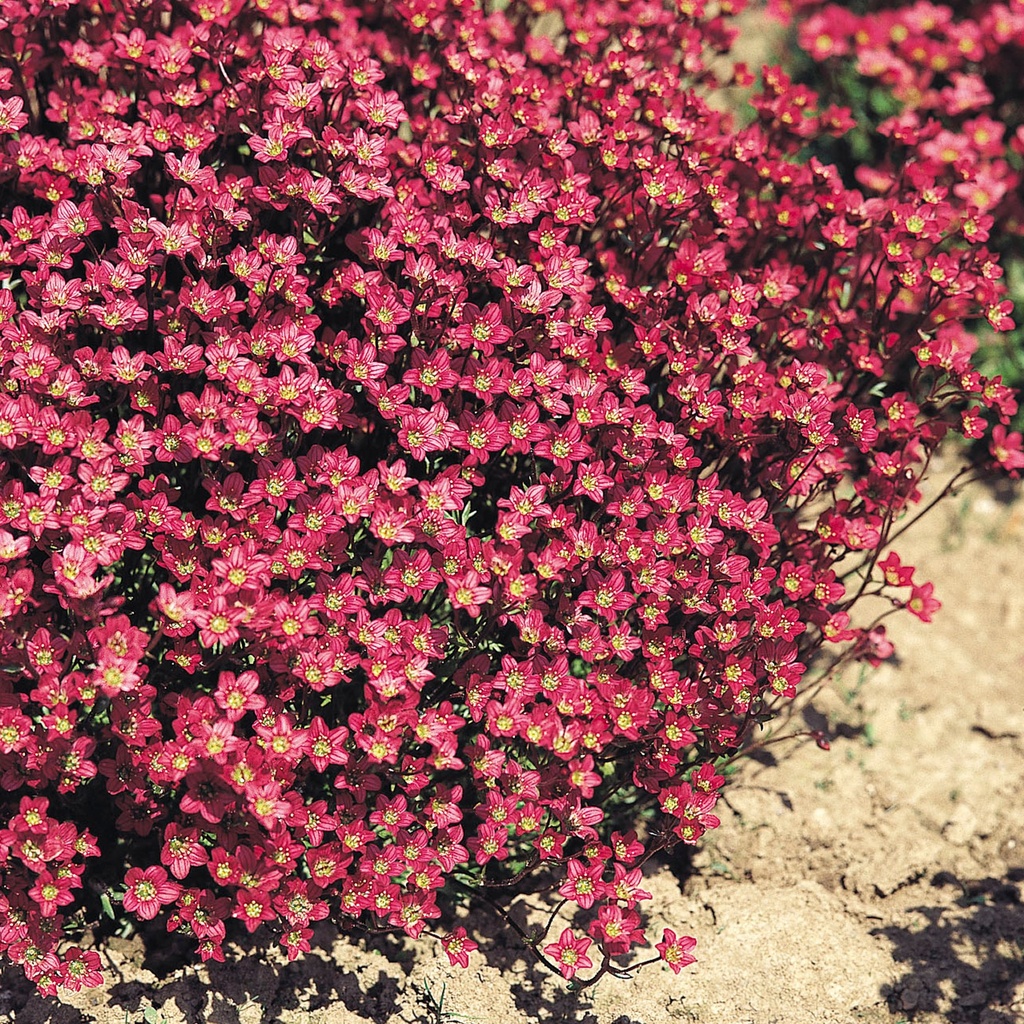 SAXIFRAGE