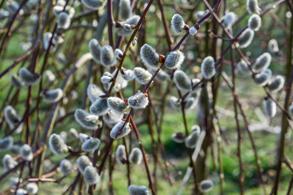 [SACAPRE] SAULE MARSAULT (—, —, pot 2L)