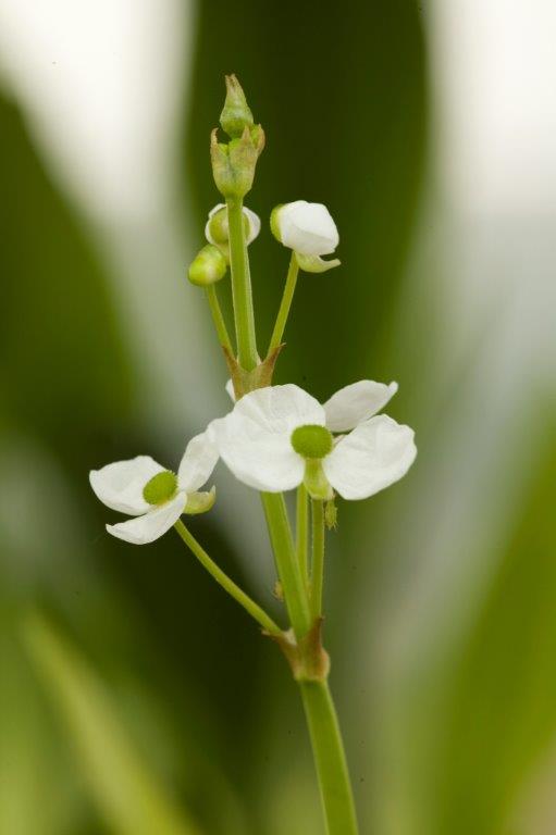 [SAGRAMI] Sagitaria graminea (pot   9cmw)