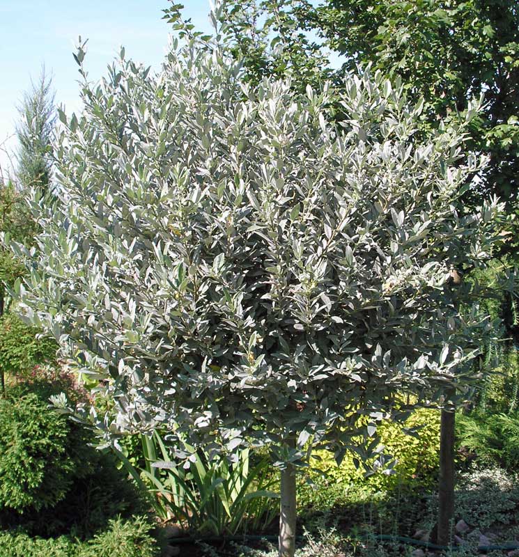 [SAHELVE] SAULE (—, —, pot 4.6L)