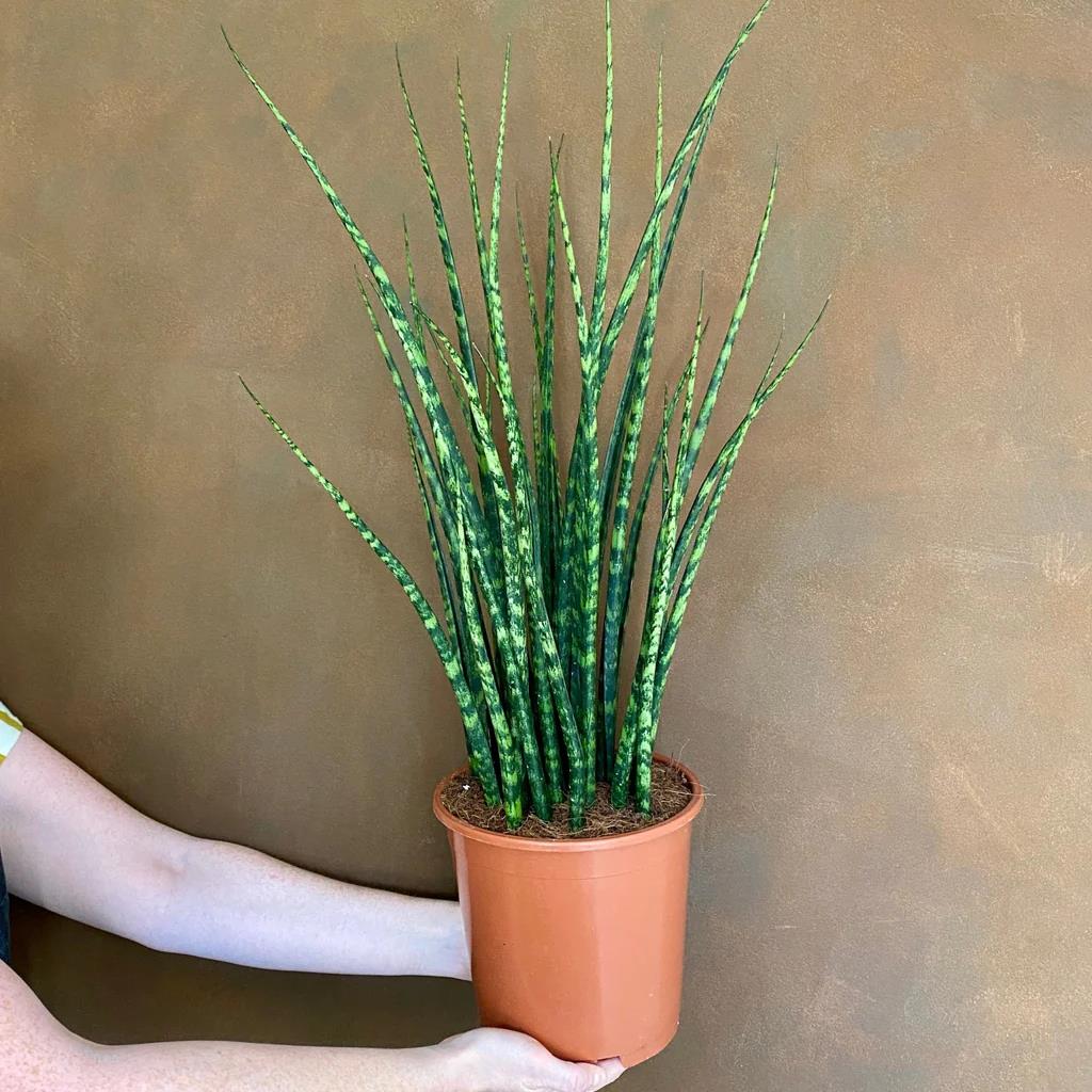 Sansevieria 'Mikado'