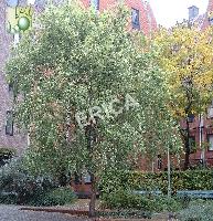 [SAMTORT] Salix matsudana 'Tortuosa' (—, 200/250cm, pot 35L)