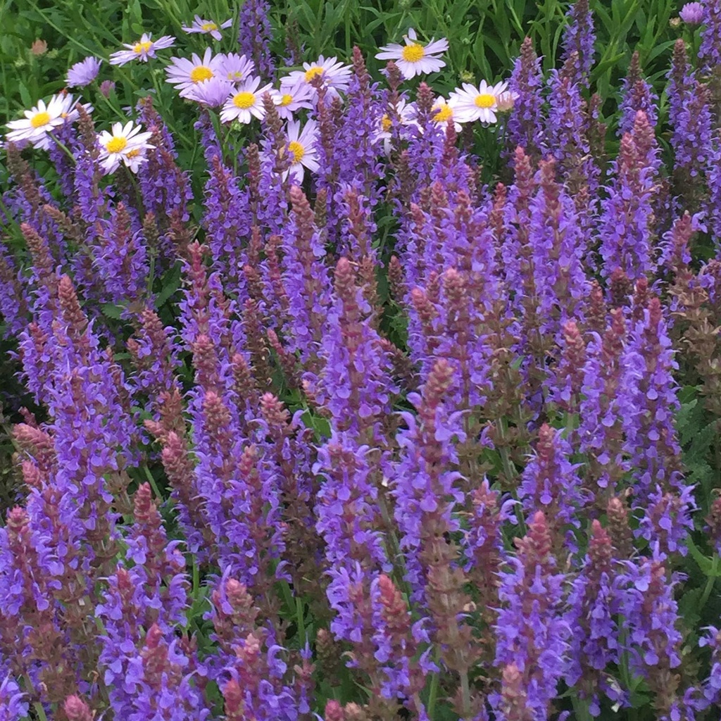 [SANBLAU] Salvia nem. 'BlauKonigin' (pot   9cm)