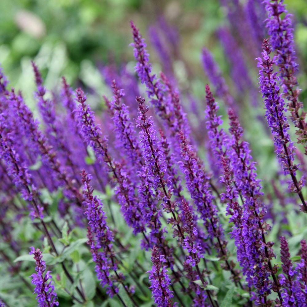 [SANCARA] Salvia nem. 'Caradonna' (pot   9cm)