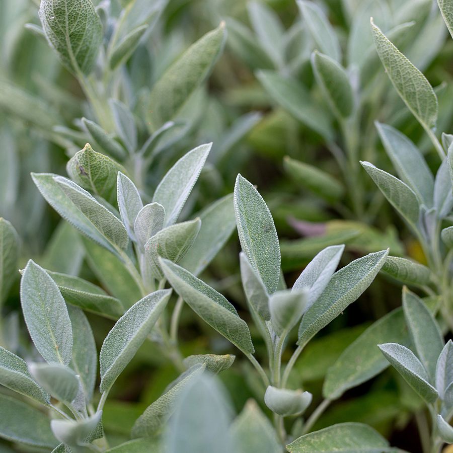 [SAOFFIC] Salvia officinalis (pot   9cm)