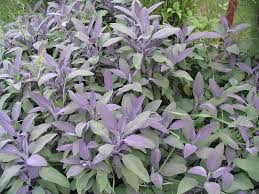 [SAPURPU] OSIER POURPRE (pot 4L)