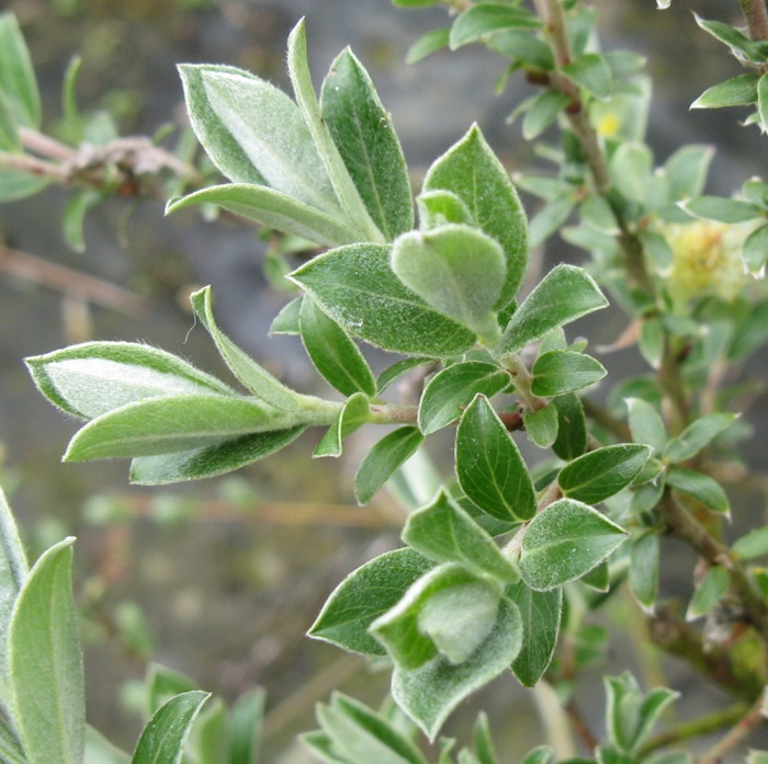 [SAREPEN] SAULE RAMPANT (—, pot 2L)