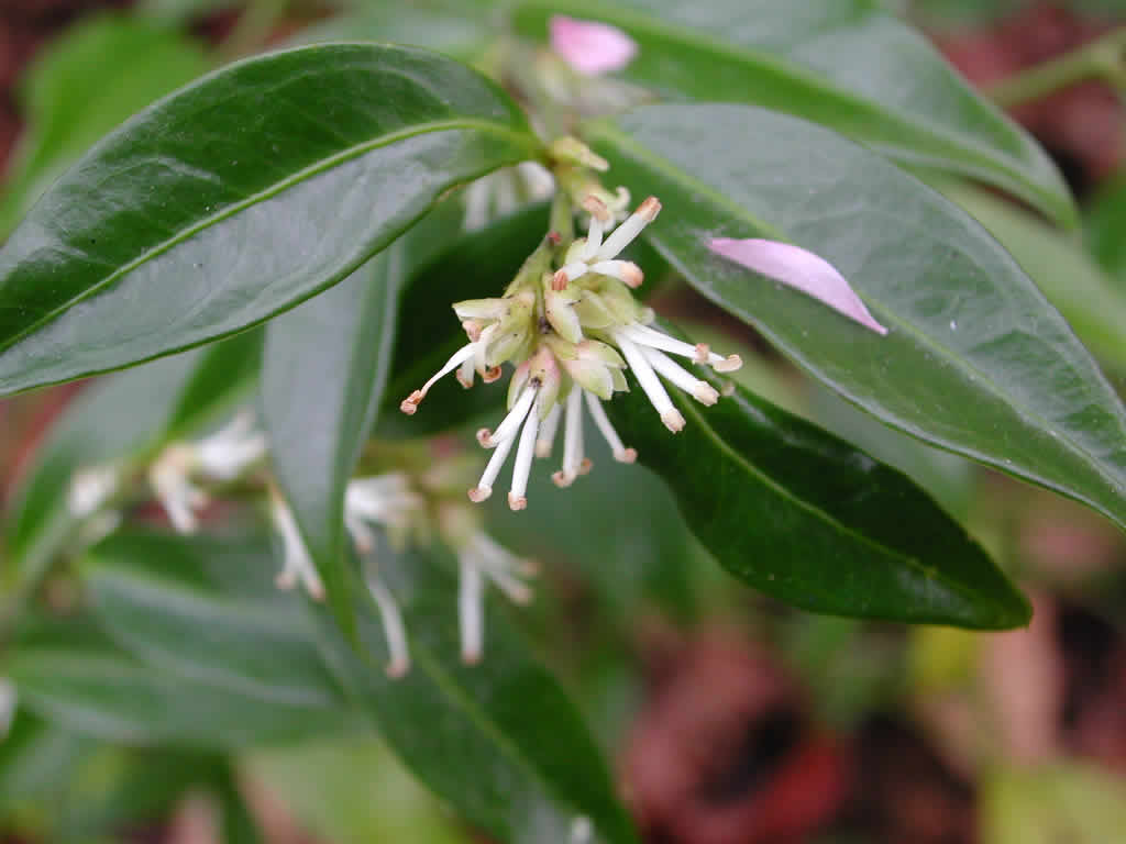 [SARUSCI] Sarcococca ruscifolia (pot 4l)