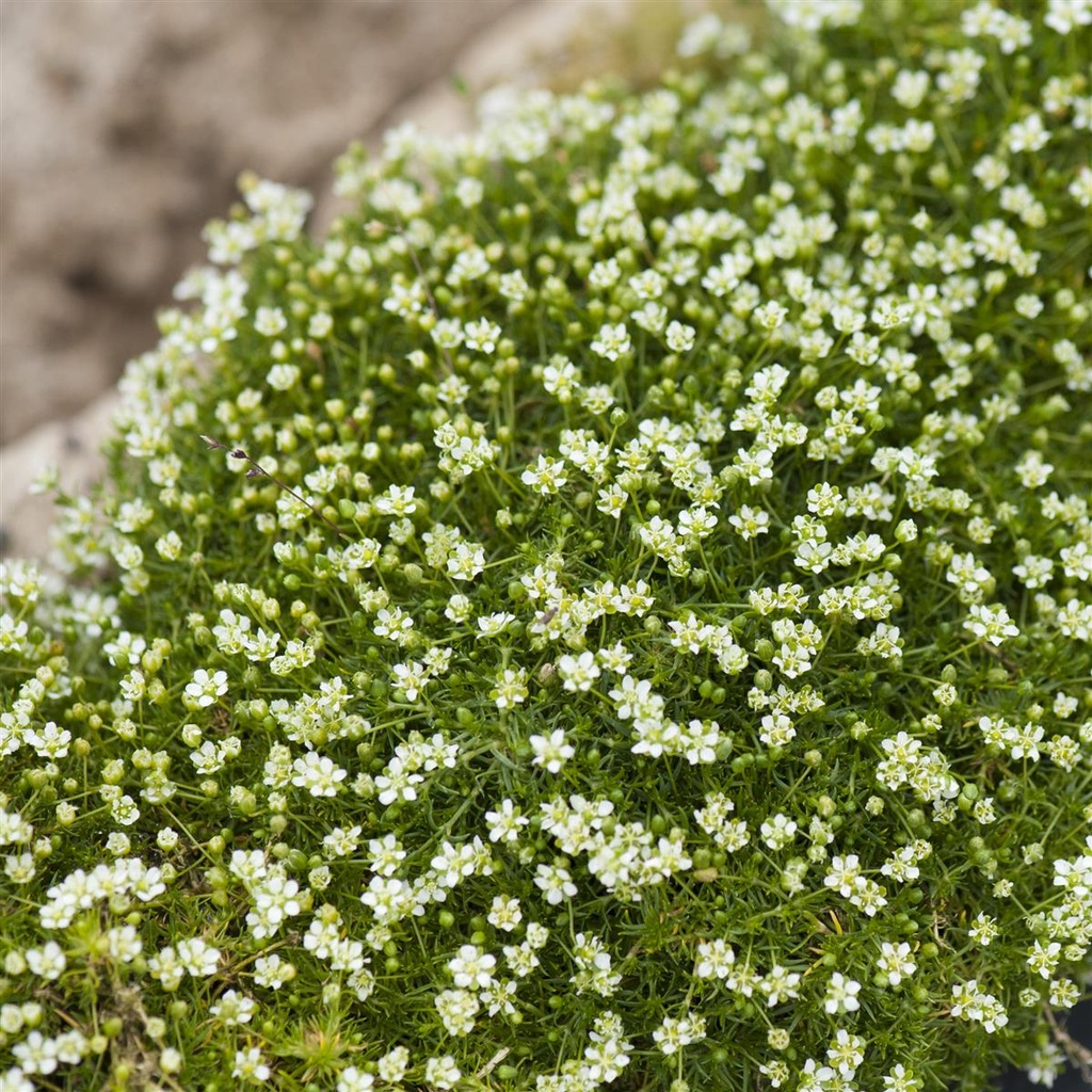 Sagina subulata 'Senior'
