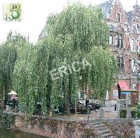 [SASTRIS] Salix sepulcralis 'Chrysocoma' (hoogstam, 8/10, —)