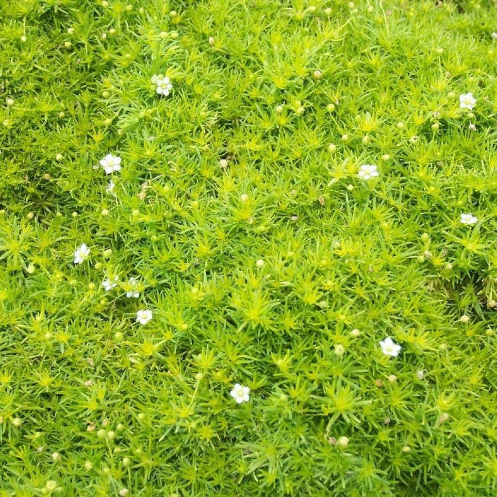 [SASUBUL] Sagina subulata (pot   9cm)
