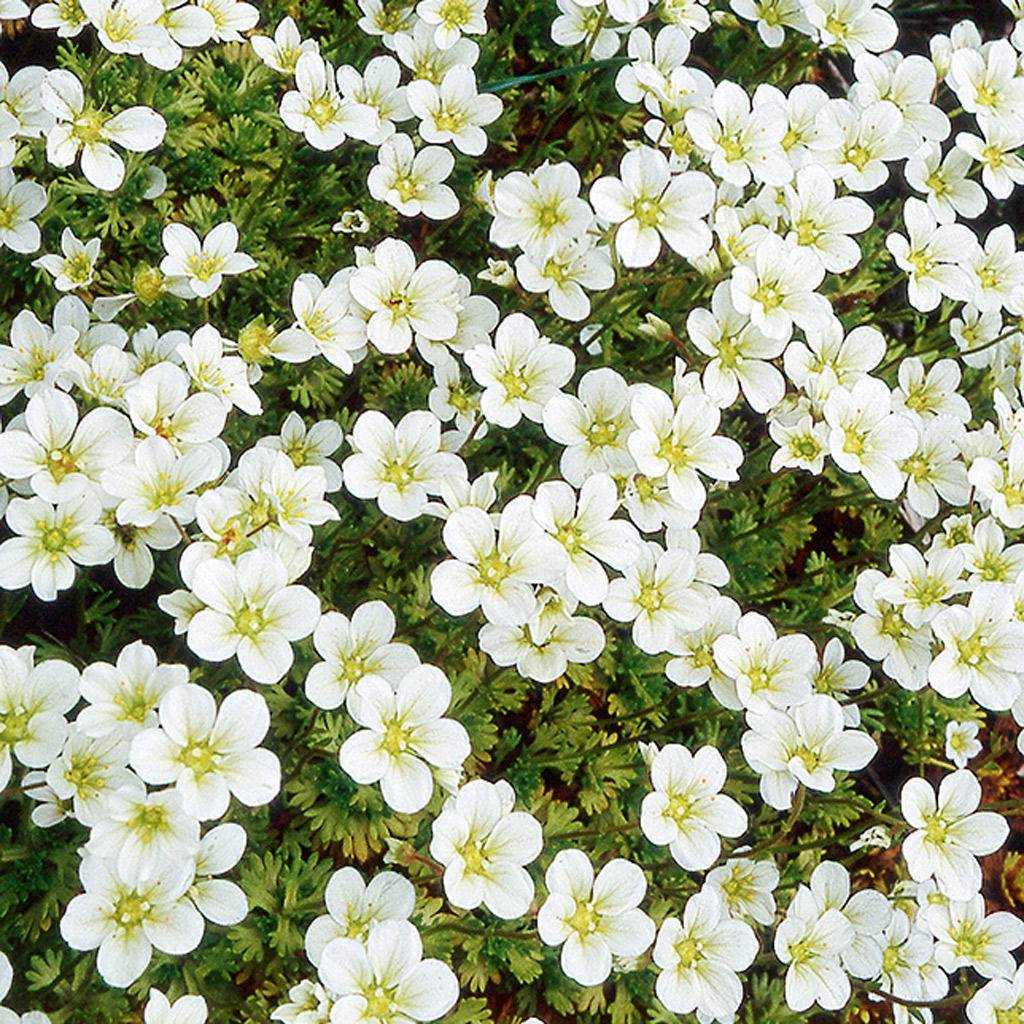 Saxifraga arendsii 'Schneeteppich'