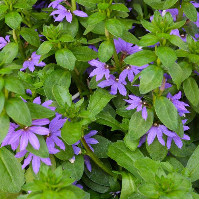 [SCAVOLA] Scaevola